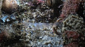 Shrimp stone Palaemon. Palaemon elegans, video footage at night