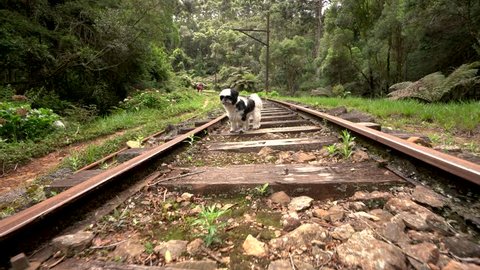 Cute dog travel and adventure in railway at the nature wild life. Backpacker lifestyle vacation.
