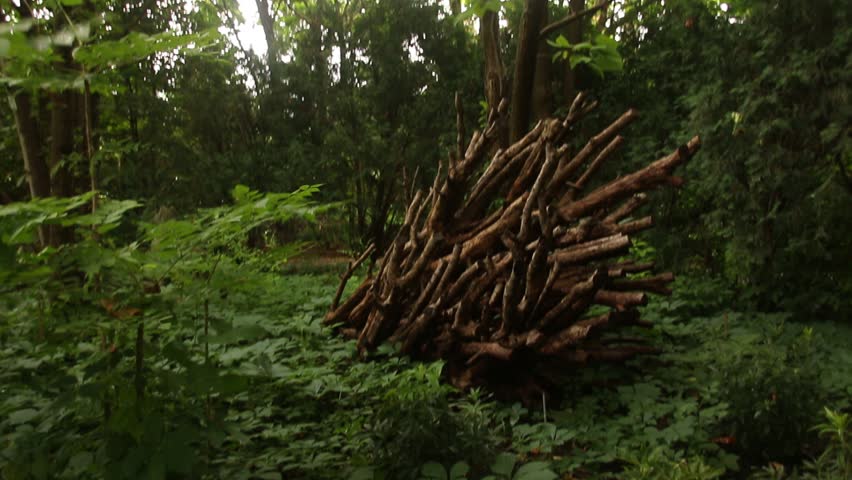 Logs found at the Olbrich Botanical Gardens in Madison, Wisconsin.