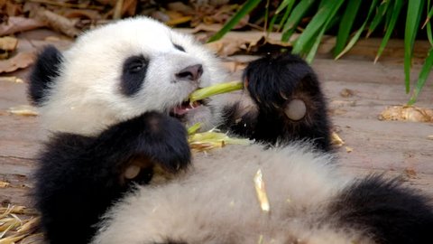 Chinese tourist attraction - giant panda bear cub eating bamboo. Chengdu, Sichuan, China