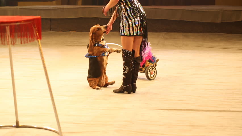 trainer with a white Fox. speech at the Circus.