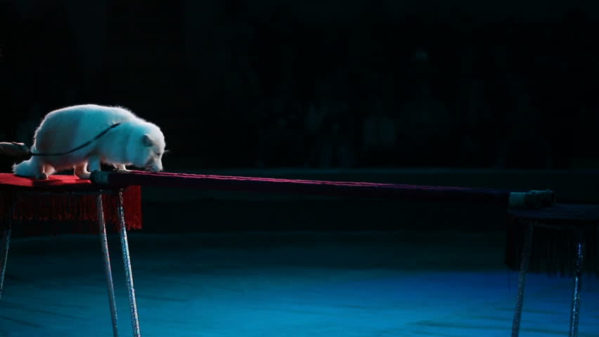 trainer with a white Fox. speech at the Circus.
