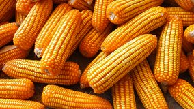 Videos of orange corn