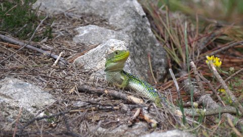 Ocellated lizard looking around the forest in Sil Canyon Spain