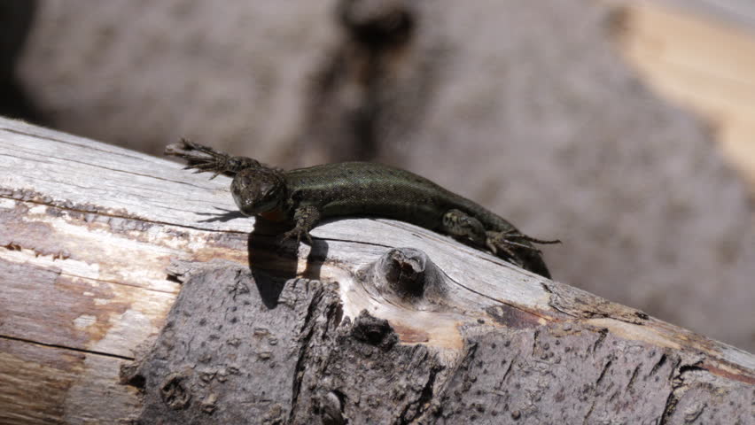 Moroccan rock lizard on a tree in Talassemtane National Park Morocco, Africa