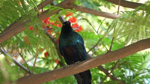 Greater blue eared glossy starling in a tree in Senegal, Africa