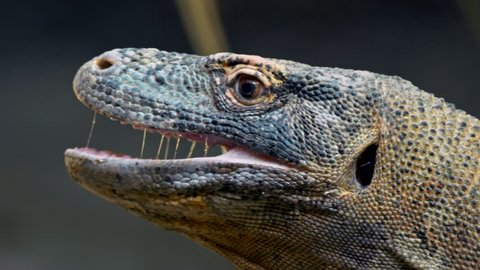 Komodo dragon (Varanus komodoensis) tongue