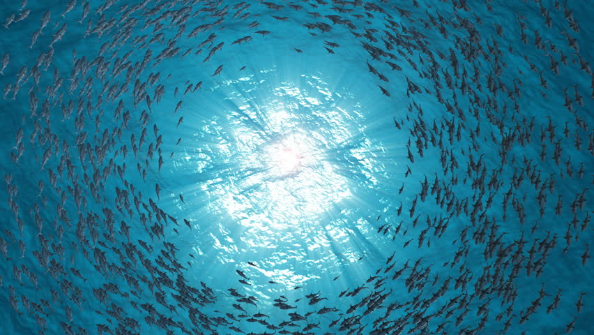 School Of Fish.Sharks swim in a circle. | Shutterstock HD Video #1018493869
