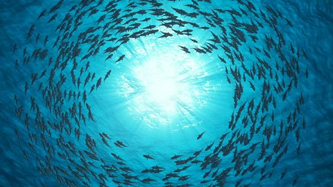 School Of Fish. Sharks swim in a circle. CG Animation 