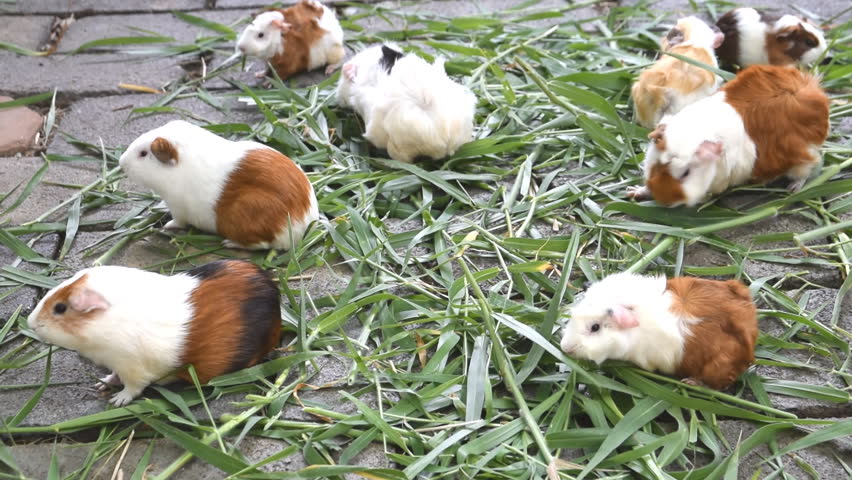 guinea pigs eating grass