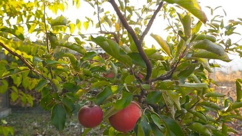 Beautiful apple tree. Red apples. Bright sun rays