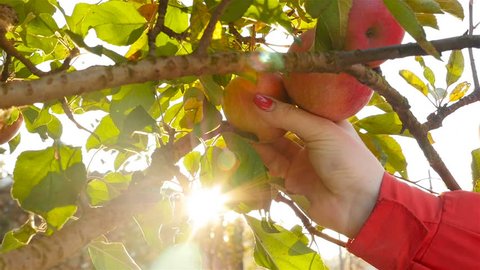 A woman picking apples from a tree. Close-up. Slow motion