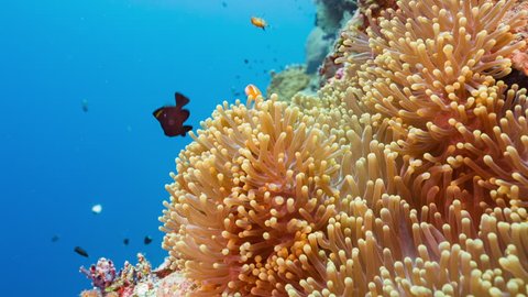 Colorful Anemone on coral reef with fish (Part of 3 shot sequence) 库存视频