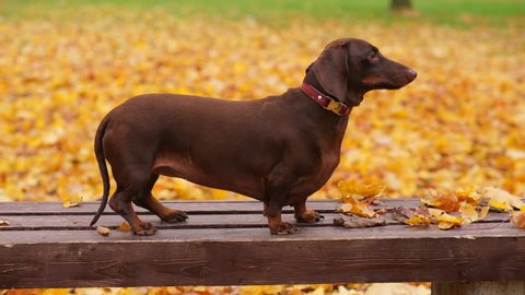 Dachshund Dog in autumn park outside, bright yellow maple leaves.