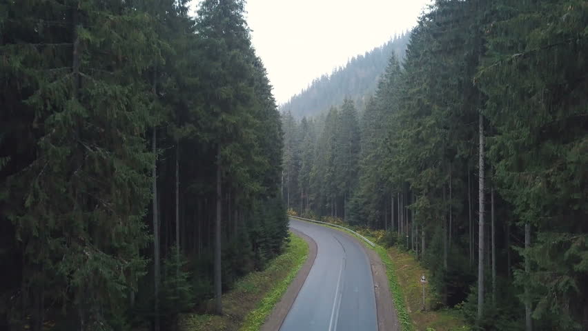Aerial view over pine forest road with green trees woods growing both sides