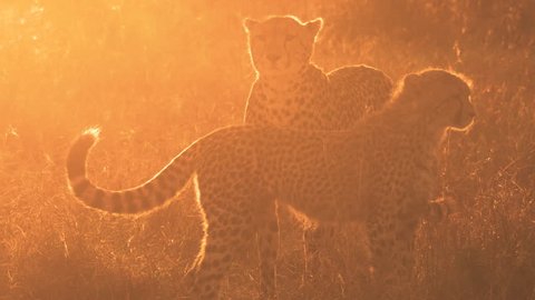 Mom and Cheetah cub looking around at sunrise, Maasai Mara