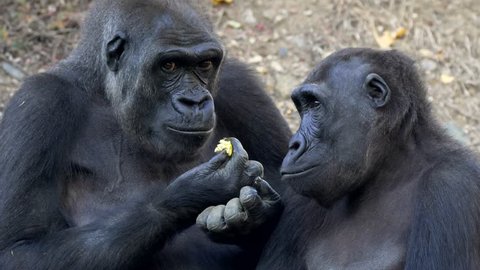 Western lowland gorillas (Gorilla gorilla gorilla) eating