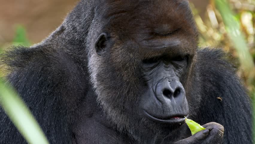 Western lowland gorilla silverback eating Royalty-Free Stock Footage #1018514455