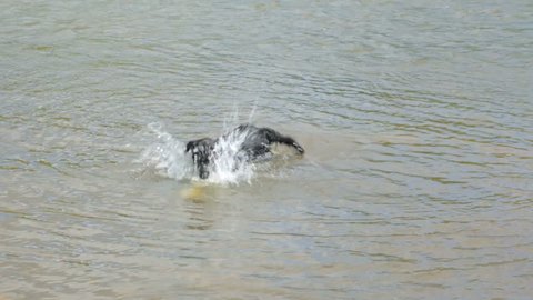 Dog in the river in summer day