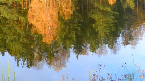 Autumn forest is reflected in the water of a forest lake. Trees with yellow foliage. Ripple. Sunny day. Russia