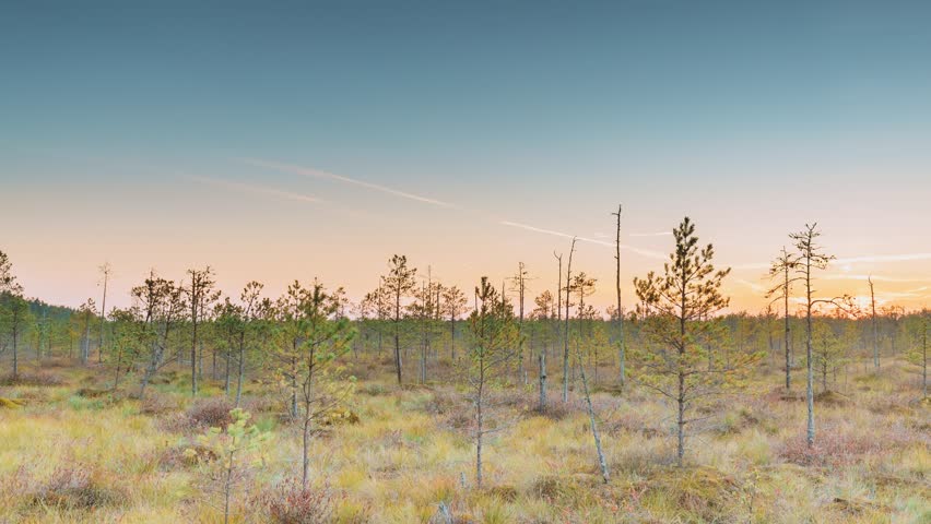 Berezinsky, Biosphere Reserve, Belarus. Autumn Dawn Landscape With Marsh Swamp During Sunset. Dark Trees Silhouettes