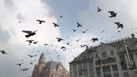 A huge flock of doves flying over Amsterdam downtown, Dam Square, Madame Tussauds.