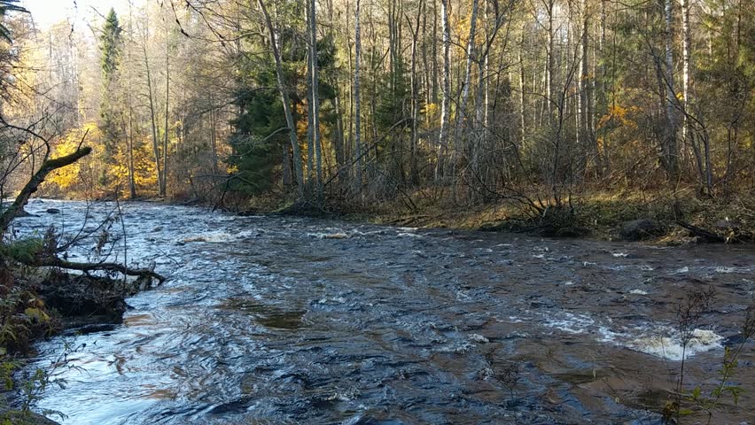 Autumn forest river rapids. Autumn forest river landscape. Forest river in autumn season
