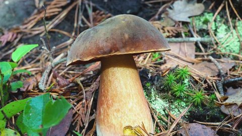 Brown Bolete Fungi