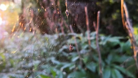 Sun light on spider web