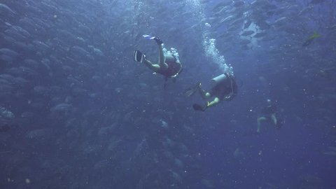 Divers inside huge school of Bigeye trevally ( Caranx sexfasciatus) 
