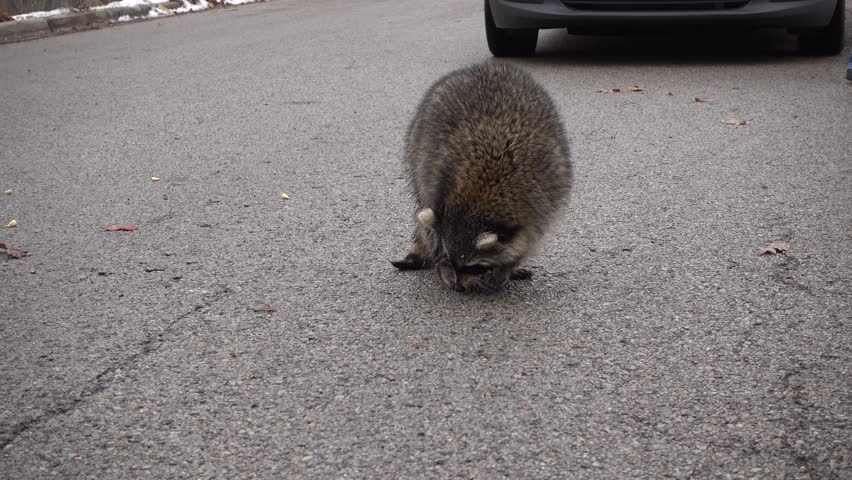 4K Raccoon Close Up In Middle Of Road By Car