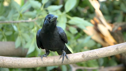 Slow montion of active Crow Raven / Black bird standing on tree in the garden (High Speed Video)