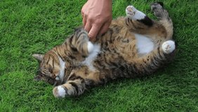 male hand caressing tabby cat on grass

