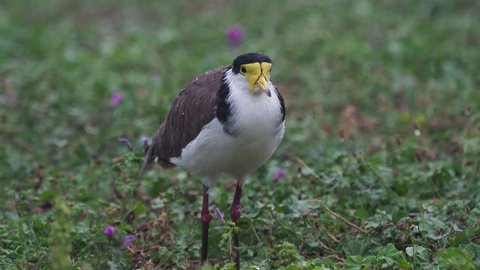 Masked Lapwing - Vanellus miles, wader from Australia and New Zealand standing in strong rain during the day.