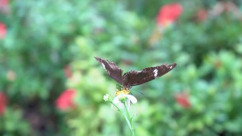 The black butterfly is peeing on the flower in the park.
