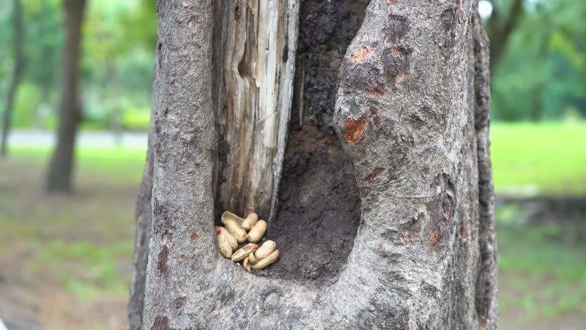 The squirrel eat nut on the tree in the park.
