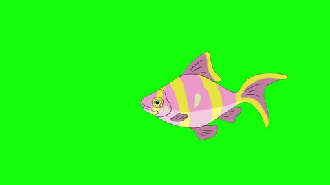 Big Rose-yellow striped  Aquarium Fish floats in an aquarium. Animated Looped Motion Graphic Isolated on Green Screen