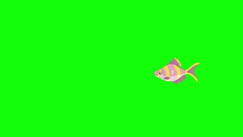 Small Rose-yellow striped Aquarium Fish floats in an aquarium. Animated Looped Motion Graphic Isolated on Green Screen