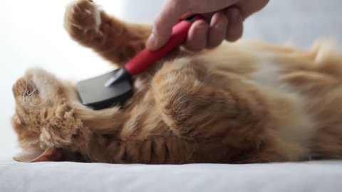 Brushing red cat's fur by using comb