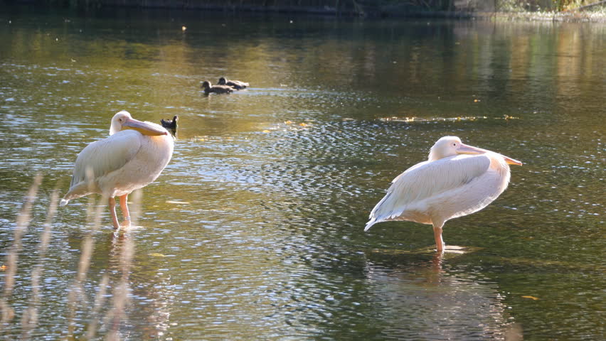 Two pelicans perching on a lake.