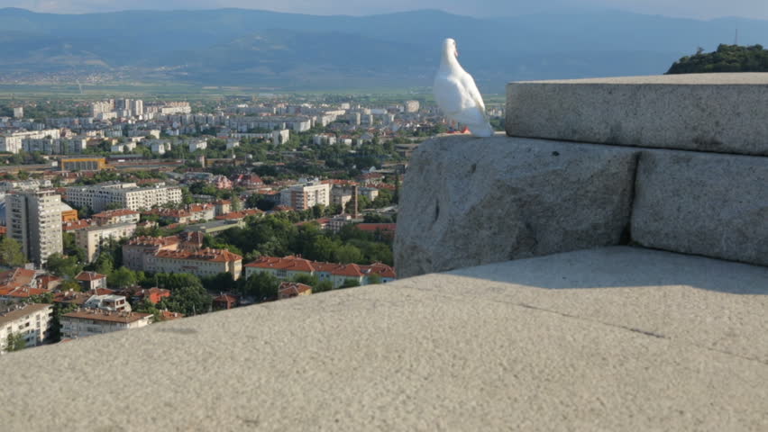 White pigeon above the city