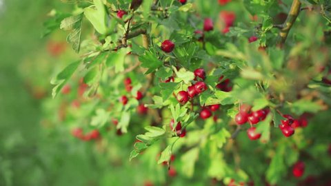 Small red fruits on the green tree