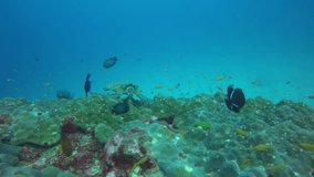 Hawksbill Sea Turtle feeding on coral reef 