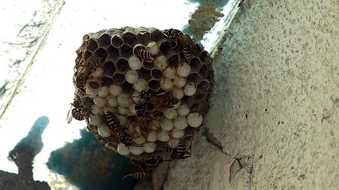 Black And Yellow Hornets Building Hive Nest - slow motion