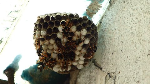 Black And Yellow Hornets Building Hive Nest