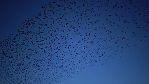 Flock of birds swarming against a blue sky with clouds. Large group of small birds flying close together hunting insects typical swarm like flocking behavior of starlings.