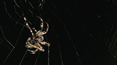 Big spider making a web at night. Large spider on a web. Spider on the web