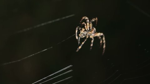 Big spider making a web at night. Large spider on a web. Spider on the web