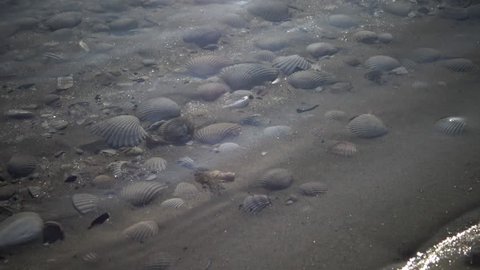 seashells on the shore. Water waves cover seashells on the sand.the waves splash on the shells.Beautiful relief sea shells that wash the wave