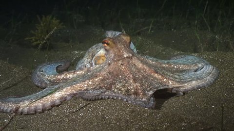 Octopus (Octopus vulgaris) walking on the seabed, all arms raised for intimidation, front view